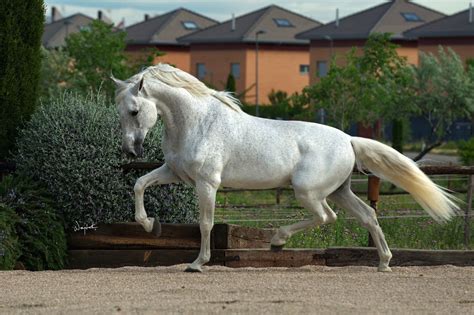 hermosas razas de caballos.